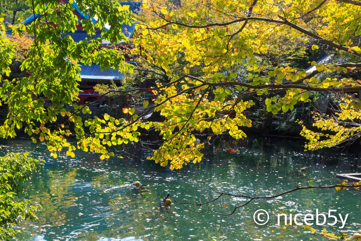 이노카시라 공원